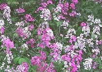 Dames Rocket Mix Perennial 8 Plants