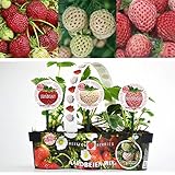 イチゴ：ベーカーズベリー3種セット[ヨーロッパで大人気のいちご苗3種セット！][野菜苗]