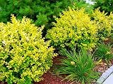 Golden Vicary Privet - Ligustrum - Easy to Grow - Potted