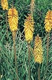Review Crocus  / Kniphofia Royal Standard