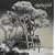 Howling Bells