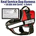 barkOutfitters Service Dog Vest Harness + 50 ADA Info Cards Kit (Red, (30