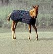 Jasper Growing Foal Rug