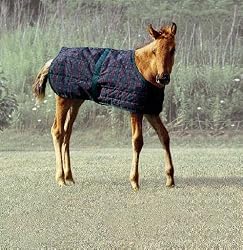 Jasper Growing Foal Rug [Misc.]