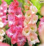 Bubble Gum Mix Large Flowering Gladiolus 8 Bulbs