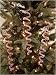 Set Of 18 Red and Clear Spiral Icicle 10 Christmas Ornaments #24611