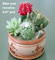 Deco-Bowl Cactus Garden - Great Gift - Easy to grow!