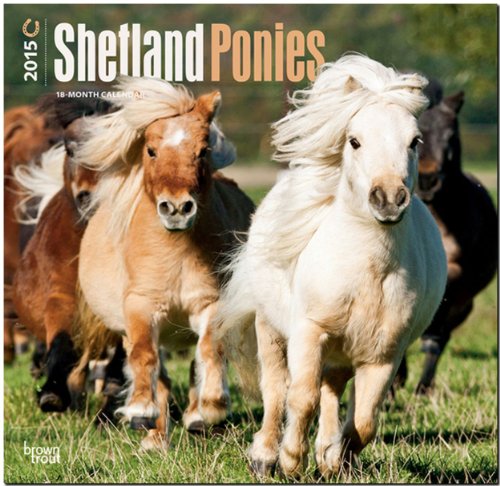 Shetland Ponies 2015 Square 12x12 (Multilingual Edition)