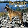 Belgian Malinois 2002 Wall Calendar