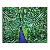 More Springbok Eyes of Color 1000 Piece Jigsaw Puzzle