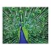 Springbok Eyes of Color 1000 Piece Jigsaw Puzzle