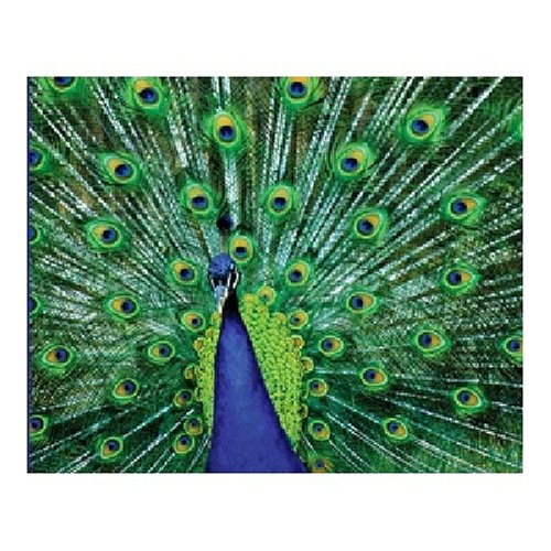 See Springbok Eyes of Color 1000 Piece Jigsaw Puzzle