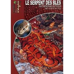 Le serpent des bl�s : Pantherophis guttatus (elaphe guttata)