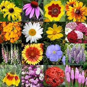 1,000 Seeds, Wildflower Mixture "All Perennial" (16 Species) Seeds By Seed Needs