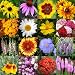 1,000 Seeds, Wildflower Mixture "All Perennial" (1