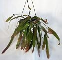 Red Mistletoe Christmas Cactus - Disocactus ramulosus - 6" Hanging Basket