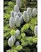 Photographic Prints of Korean fir with cones from Ardea Wildlife Pets