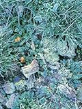 Grasses, Mosses and Fungi Edged with Frost, Growing Between Heather Plants on Heathland, Surrey Stretched Canvas Poster Print by Pearl Bucknall, 30x40