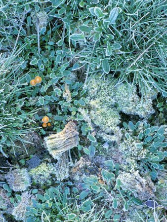 Grasses, Mosses and Fungi Edged with Frost