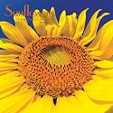 Sunflowers 2008 Wall Calendar (Multilingual Edition)