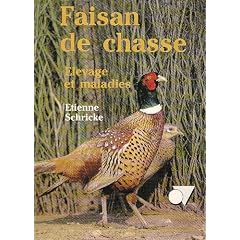 Faisan de chasse