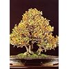 Tropica - Bonsai - Zwerg - Apfelsine (Citrus trifoliata) - 10 Samen