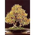 Tropica - Bonsai - Zwerg - Apfelsine (Citrus trifoliata) - 10 Samen