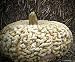 Bumpkin Pumpkin Peanut Pumpkin 10 Seeds