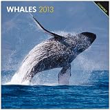 Whales 2013 Square 12X12 Wall Calendar
