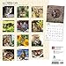 2017 Monthly Wall Calendar - Tabby Cats