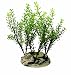 biOrb Plant Ring Medium (biOrb or Larger)