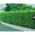 Spar-Pack Lebensbaum-Hecke Brabant, 12 Pflanzen f�r ca. 4 Meter Hecke