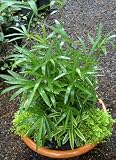 Dwarf Bamboo (Pleioblastus humilis)