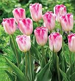 Color Magic Triumph Tulip 10 Bulbs - White & Soft Pink