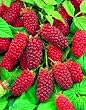 Tayberry, 3 Pflanzen