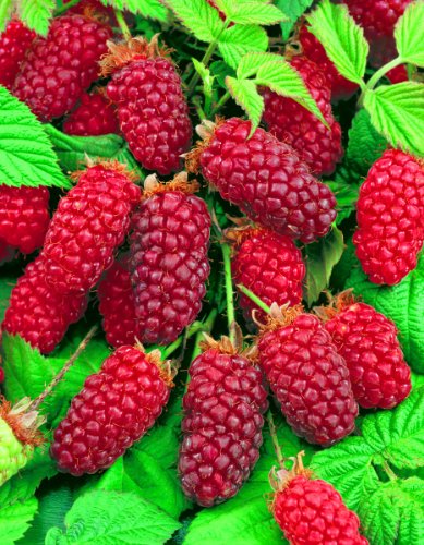 Tayberry, 6 Pflanzen Preisvergleich