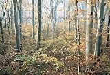 Morning Forest C807 Wall Mural
