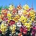 Tequila Sunrise Snapdragon 150 Seeds