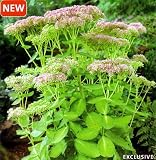 Beka (Autumn Delight) Stonecrop-Sedum-Variegated Leaves