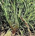 David's Non-Hybrid Medicinal Herb Lemon Grass 200 Seeds per Packet
