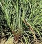 David's Non-Hybrid Medicinal Herb Lemon Grass 200 Seeds per Packet