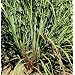 David's Non-Hybrid Medicinal Herb Lemon Grass 200 Seeds per Packet