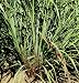 David's Non-Hybrid Medicinal Herb Lemon Grass (Cymbopogon flexuosus) 200 Seeds per Packet