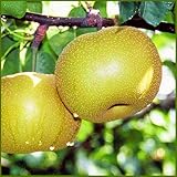 梨(なし)苗木　幸水　２年生苗