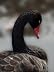 dark swan