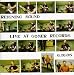 Live at Goner Records