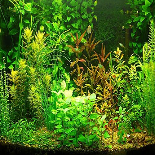 300pcs aquarium grass seeds (mix) water aquatic plant seeds (15 kinds)