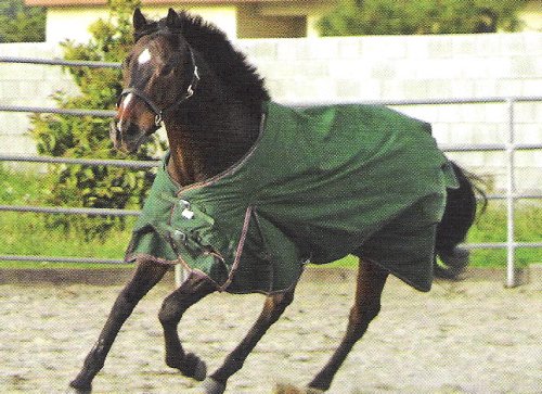 All Around Heavy Weight 2-Tone Turnout Blanket