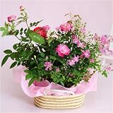 �y09��̓��z���[�Y�c�C��