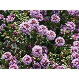 ���i�̏ڍ�